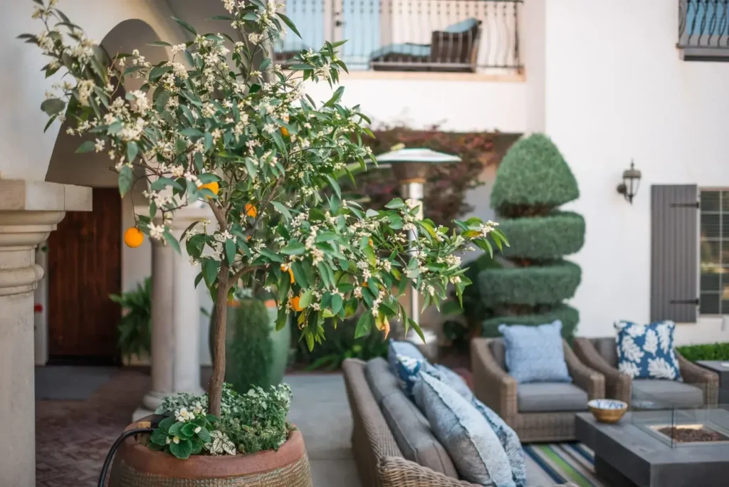 Citrus tree in a traditional landscape setting